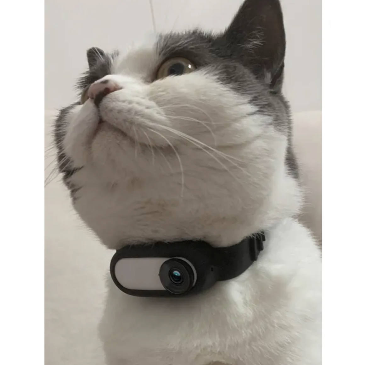Cat wearing a black pet camera collar on a light background