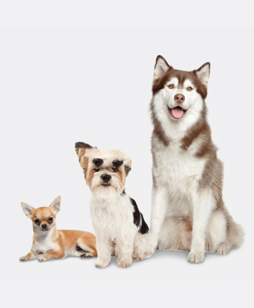 Flea & Tick Prevention Collar - restyled product photo 2