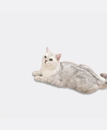 Large Vertical Cat Scratching Ball Toy with Sisal Rope - restyled product photo 2