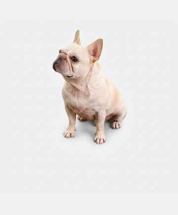 Self-Heating Pet Bed - restyled product photo 2